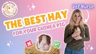 The BEST Hay For Your Guinea Pig - Tips From A Vet Nurse!