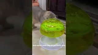 Interactive Treat Dispenser Toy for Cats 🐾🎥