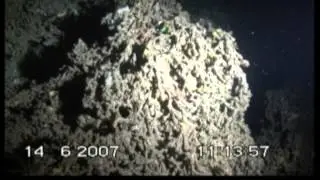 Region of a cold water coral reef