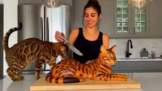 Dog and Cat Reactions to Cutting Cake #funnydogs​ #funnycats​ #pets​ #dogcake