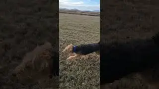 Raccoon scent drag training.