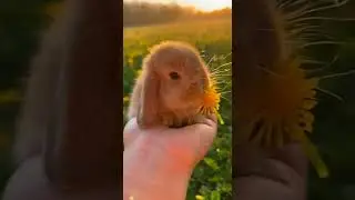#adorable #pet #pets #ai #funny #fun #cute #interestin.#cuteanimals #funnyvideo #funnyvideo #love