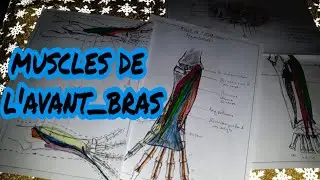 Cours d'anatomie : les muscles de l'avant bras