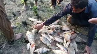 Amazing Fishing Techniques||Indus River Hunting with Hand's!