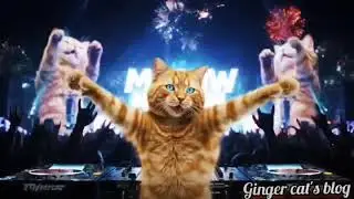 Ginger Beats 🐾🎧