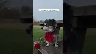 Mini 2026 #2026 #cutedog #news #nicevideo #zierikzee #dogshorts #funnyvideo #rekomendasi #rek #puppy