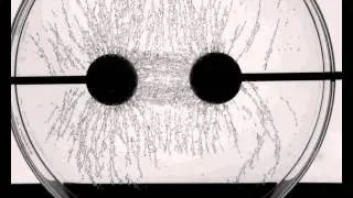 linee di forza 3.avi