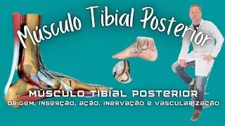 Músculos posteriores profundos da perna: Tibial Posterior; Flexor longo dos dedos e Flexor do Hálux