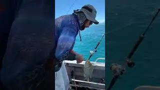 Love reef fishing never know what you going to catch next#Spangled emperor#fishing