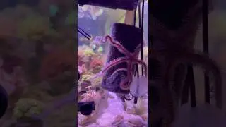 Ophiomastix annulosa feeding on a piece of shrimp 4X speed