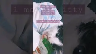 #meo ME-O treats #sick #kittens #inbreeding #tuxedocats