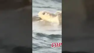 🌊🐢 WITNESSING ONE  OF NATURE'S MOST ANCIENT AND BEAUTIFUL RITUALS #sealife TIMELESS RHYTHM OF OCEAN