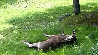 Fisande &auml;lg p&aring; Slottsskogen