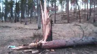 600g ANNMAl Water Tamp Explosion on Tree