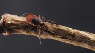 Experts say to expect more mosquitoes and ticks this summer