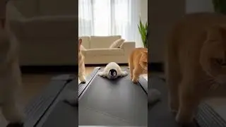 Corgi, Penguin & Cat FAIL on Treadmill! 😂 The funniest workout moments #pets #fail #funny