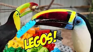 Toucans play with Lego for the first time! (Beatrix's last video)