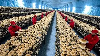 Unbelievable! They Grew Mushrooms in an Ice Cave – The Results Shocked the World