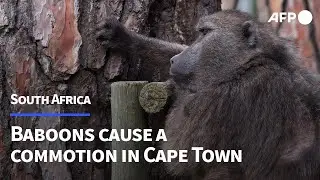 As baboons become bolder, Cape Town region struggles to find solutions | AFP