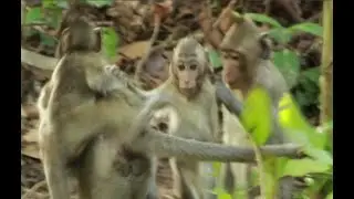 Jane Monkey Family,How To See Janna tug The Mama Angel  And Her Baby Ada Not go anywhere