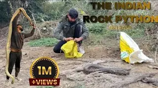 Indian rock python release #viral # release # python #viral #rescue