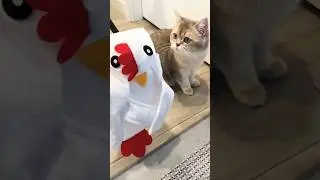 My Kitten Turns Into a Chicken Banana! 🐱🐓🍌 #catshorts #shorts #cutecat #funnyshorts