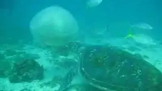 hungry turtle cook island gold coast