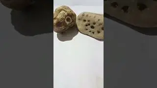 RARE FOSSIL ROCK WITH AN IMAGE OF DINASOURS HEAD
