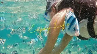 Snorkeling at Nalusuan Island, Philippines 🇵🇭 