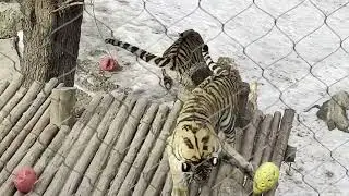 Winter Trip to the St Louis Zoo