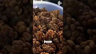 I WAS WRONG! Does Civet Coffee (Kopi Luwak) Worth the Hype?