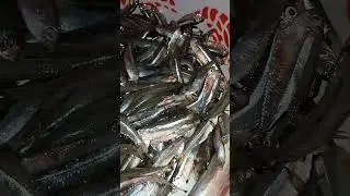 llegando a pescar, pescamos sardinas en San Mateo del Mar #sanmateodelmar #ikoots #pesca