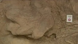 Explore some of the most well-preserved dinosaur tracks in the world at Triceratops Trail in Golden