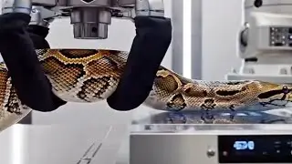 Inside a Python Skin Factory | From Raw Skin to Luxury Accessories 🏭✨