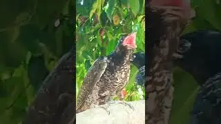Asian Koel / Cuckoo bird sound