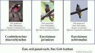 &Eacute;an, ord pasaireach, fine Gob leathan bird viridis lunatus Calyptomena Eurylaimus Corydon hosii