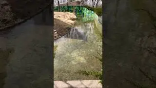 How they care monkey in a texas zoo #nature lover # shorts