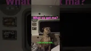 У мамы есть еда...🍩см. комментарии #смешноевидео #собаки