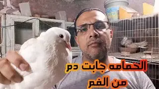 الحمامه جابت دم من الفم