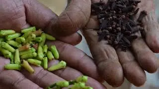 PODIE (Sri Lanka) - a journey of spice trading