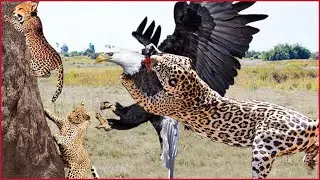 You'll Never Believe This Angry Mother Leopard Unleashes Dangerous Trick Makes Eagle Fall Because It