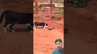 ular ranjau darat ( bandotan macan ) vs kucing #venomouscreatures #funny #animals #viralshort