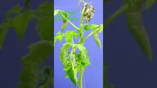 calcium Deficiency in tomato Crop #farmer #tomato #agriculture #vegetables