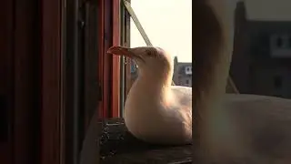 Steven... Did you POO in the HOUSE?