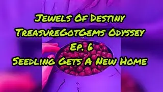 Jewels of Destiny TreasureGotGems Odyssey Episode 6 Seedlings Gets A New Home