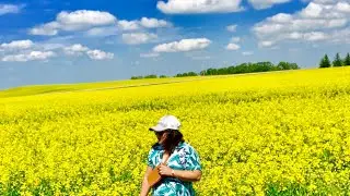 YELLOW FIELDS OF CANOLA || CROSSFIELD ALBERTA, CANADA #canola #fields #crossfield #alberta
