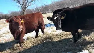 Kyle walks you through how to set up a weeks worth of feeding in the dead of winter. 