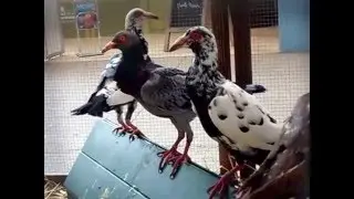 Bagadais Fran&ccedil;ais, Exposition d'Aviculture de Metz