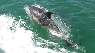 Dolphins in Torbay 30th July 2020