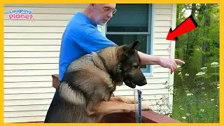 🐕🤪When You Live With a Comedian Dog 😂 Funny Dog and Human Videos